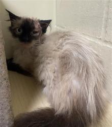 Shelter Stray Female Cat last seen RIVERSIDE BLVD & 35TH AVE, 2127 Front St, Sacramento, CA 95818, USA