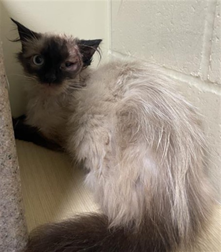 Shelter Stray Female Cat last seen RIVERSIDE BLVD & 35TH AVE, 2127 Front St, Sacramento, CA 95818, USA