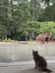 Lost Female Cat last seen off cowan road, Acworth, GA 30101