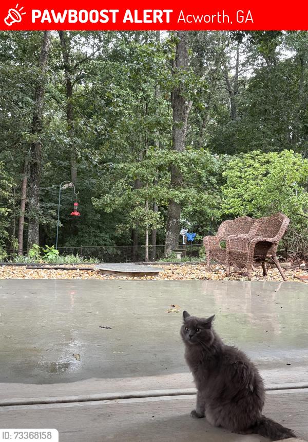 Lost Female Cat last seen off cowan road, Acworth, GA 30101