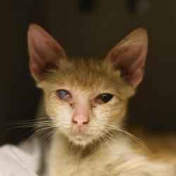 Shelter Stray Male Cat last seen SIXMILE DR, 4710 TX-151, San Antonio, TX 78227, USA