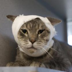 Shelter Stray Male Cat last seen Near BLOCK KING ARTHUR, 4710 TX-151, San Antonio, TX 78227, USA