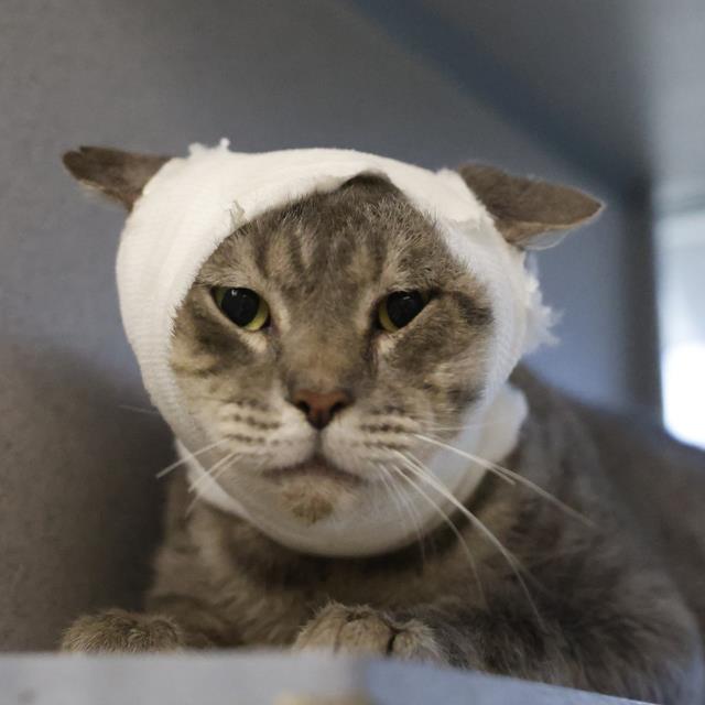 Shelter Stray Male Cat last seen Near BLOCK KING ARTHUR, 4710 TX-151, San Antonio, TX 78227, USA