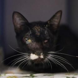 Shelter Stray Male Cat last seen W THEO, 4710 TX-151, San Antonio, TX 78227, USA