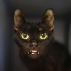 Shelter Stray Female Cat last seen Near BLOCK E FORMOSA, 4710 TX-151, San Antonio, TX 78227, USA