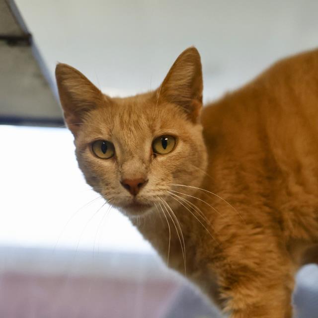Shelter Stray Female Cat last seen Near BLOCK SACRAMENTO ST, 4710 TX-151, San Antonio, TX 78227, USA