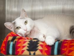 Shelter Stray Female Cat last seen Near BLOCK W MANHATTON DR, 5501 E Van Buren St, Phoenix, AZ 85008, USA