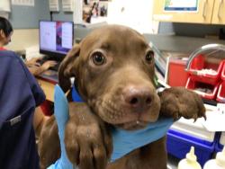 Shelter Stray Male Dog last seen NOVAK ST / 36TH ST, JURUPA VALLEY, CA 92509, 6851 Van Buren Boulevard, Jurupa Valley, CA 92509, USA