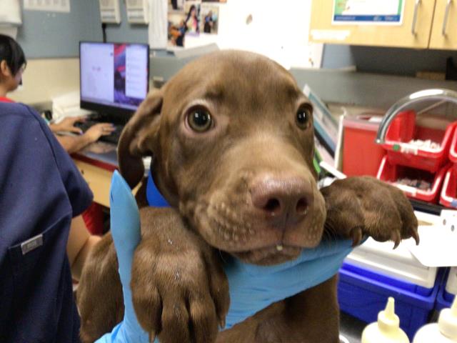 Shelter Stray Male Dog last seen NOVAK ST / 36TH ST, JURUPA VALLEY, CA 92509, 6851 Van Buren Boulevard, Jurupa Valley, CA 92509, USA