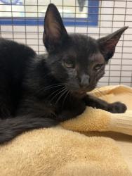 Shelter Stray Male Cat last seen LAS, 3599 NW 79th Ave, Doral, FL 33122, USA