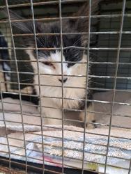 Shelter Stray Male Cat last seen Near E CHEYENNE RD, COLORADO SPRINGS CO 80905, 610 Abbot Ln, Colorado Springs, CO 80905, USA