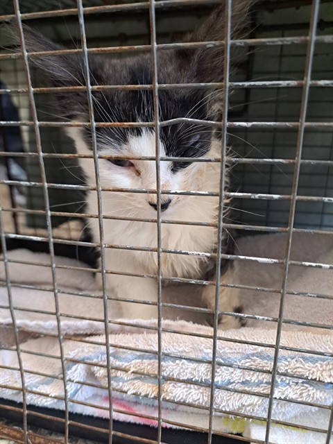 Shelter Stray Male Cat last seen Near E CHEYENNE RD, COLORADO SPRINGS CO 80905, 610 Abbot Ln, Colorado Springs, CO 80905, USA