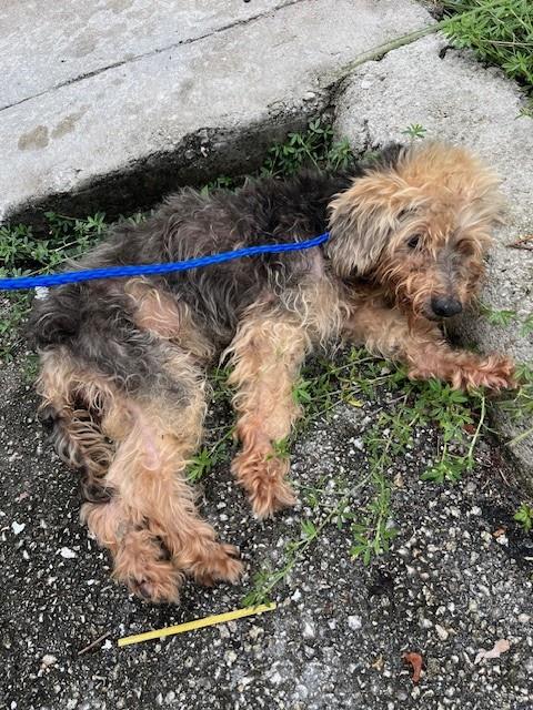 Shelter Stray Female Dog last seen Near BLOCK W 36TH ST, 3599 NW 79th Ave, Doral, FL 33122, USA