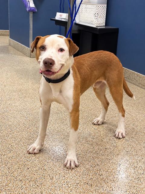 Shelter Stray Male Dog last seen Near BLOCK SW 146 CT, 3599 NW 79th Ave, Doral, FL 33122, USA