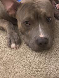 Lost Male Dog last seen NCCU, Durham, NC 27707