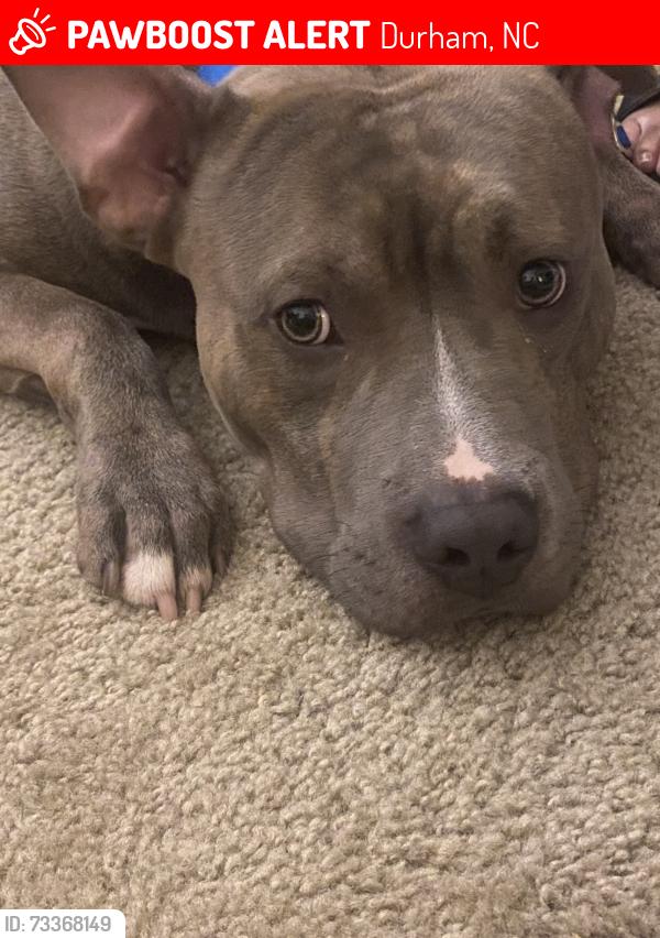 Lost Male Dog last seen NCCU, Durham, NC 27707