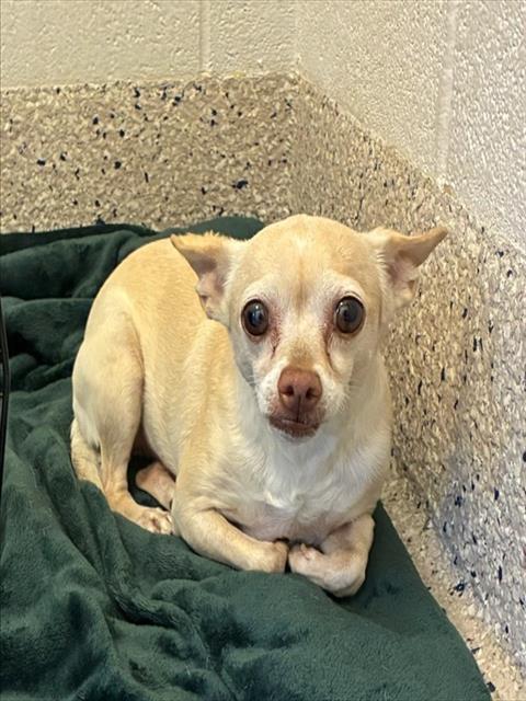 Shelter Stray Female Dog last seen Near BLOCK MAGNOLIA ST, 12155 Park Blvd, Brighton, CO 80601, USA