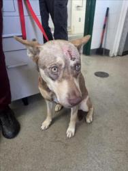 Shelter Stray Female Dog last seen Near BLOCK W VIRGINIA ST, 333 Chandler Pl, San Bernardino, CA 92408, USA