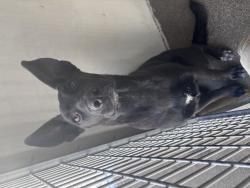 Shelter Stray Female Dog last seen INLAND CENTER MALL AND E ST, 333 Chandler Pl, San Bernardino, CA 92408, USA