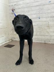 Shelter Stray Male Dog last seen , 333 Chandler Pl, San Bernardino, CA 92408, USA