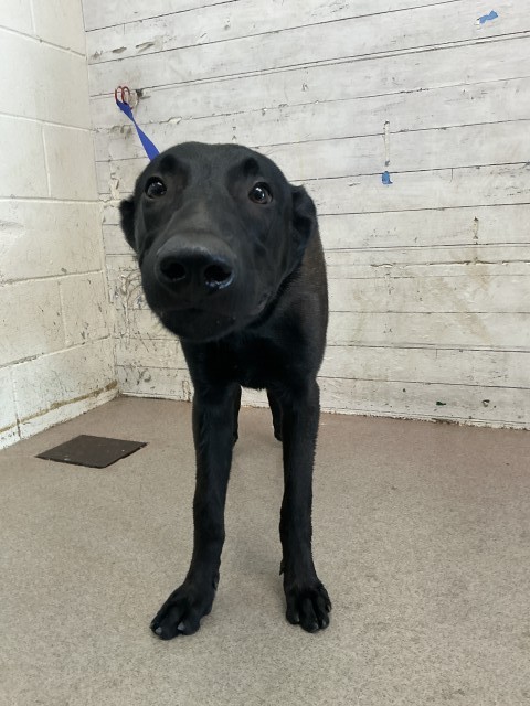 Shelter Stray Male Dog last seen , 333 Chandler Pl, San Bernardino, CA 92408, USA
