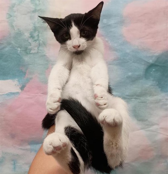 Shelter Stray Male Cat last seen BOND RD / ELK CREST DR, 9150 Union Park Way, Elk Grove, CA 95624, USA