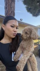 Reunited Female Dog last seen Danby and floral, Whittier, CA 90606