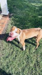 Found/Stray Male Dog last seen Willie worrell and hyacinth ct, Charlotte, NC 28215