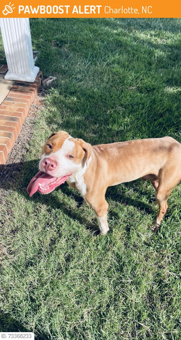Found/Stray Male Dog last seen Willie worrell and hyacinth ct, Charlotte, NC 28215