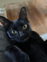 Reunited Female Cat last seen Grace St and Spruce St., Pottstown, PA 19464