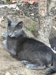 Found/Stray Male Cat last seen Gene Lane, Haltom City, TX 76117