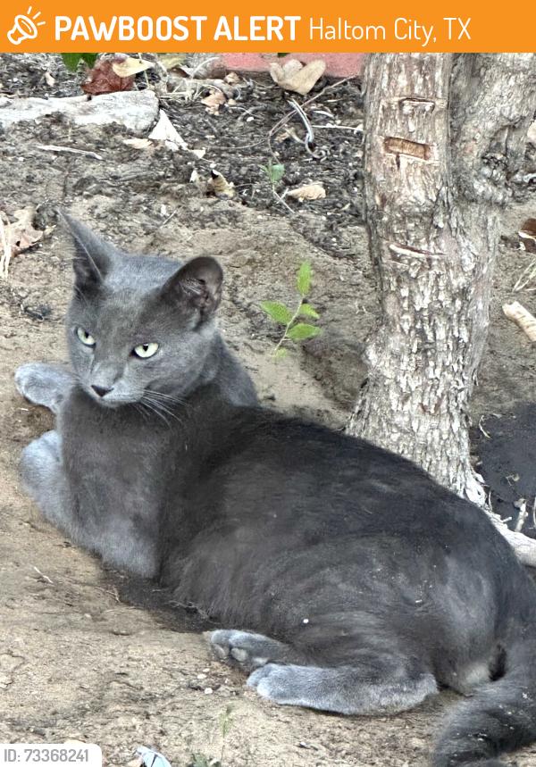 Found/Stray Male Cat last seen Gene Lane, Haltom City, TX 76117