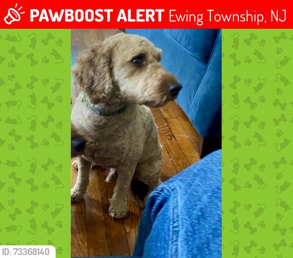 Lost Male Dog last seen Iowana Ave & Pennroad Ave, Ewing Township, NJ 08638