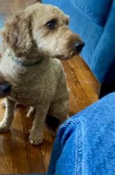 Lost Male Dog last seen Iowana Ave & Pennroad Ave, Ewing Township, NJ 08638