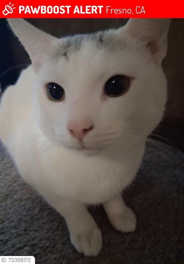 Lost Male Cat last seen Clinton and first, Fresno, CA 93703