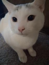Lost Male Cat last seen Clinton and first, Fresno, CA 93703