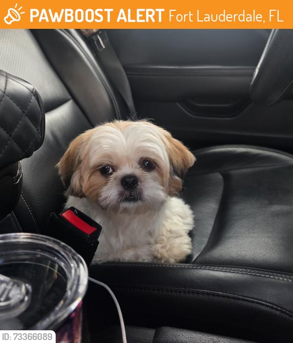 Found/Stray Female Dog last seen 26th st - Coral Ridge, Fort Lauderdale, FL 33305