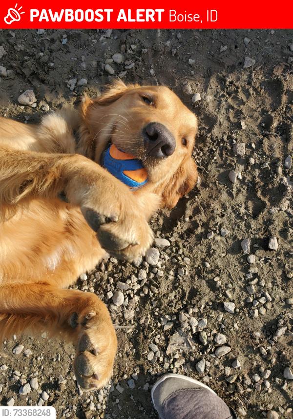Lost Female Dog last seen South Cole rd, Boise, ID 83709