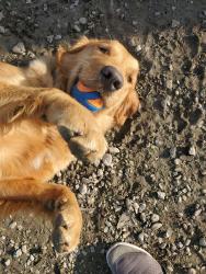Lost Female Dog last seen South Cole rd, Boise, ID 83709