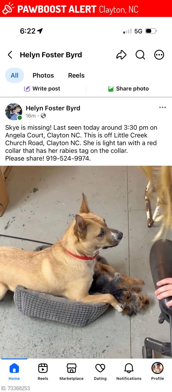Lost Female Dog last seen Angela court Clayton nc, Clayton, NC 27520