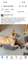 Lost Female Dog last seen Angela court Clayton nc, Clayton, NC 27520