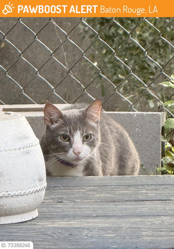 Found/Stray Unknown Cat last seen End of Longwood CT, seems to be hiding out under my deck., Baton Rouge, LA 70806