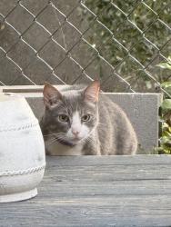 Found/Stray Unknown Cat last seen End of Longwood CT, seems to be hiding out under my deck., Baton Rouge, LA 70806