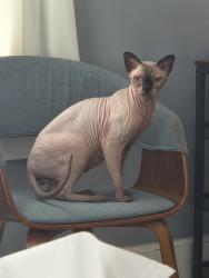 Reunited Male Cat last seen Near Thomas st, Stroudsburg, PA 18360