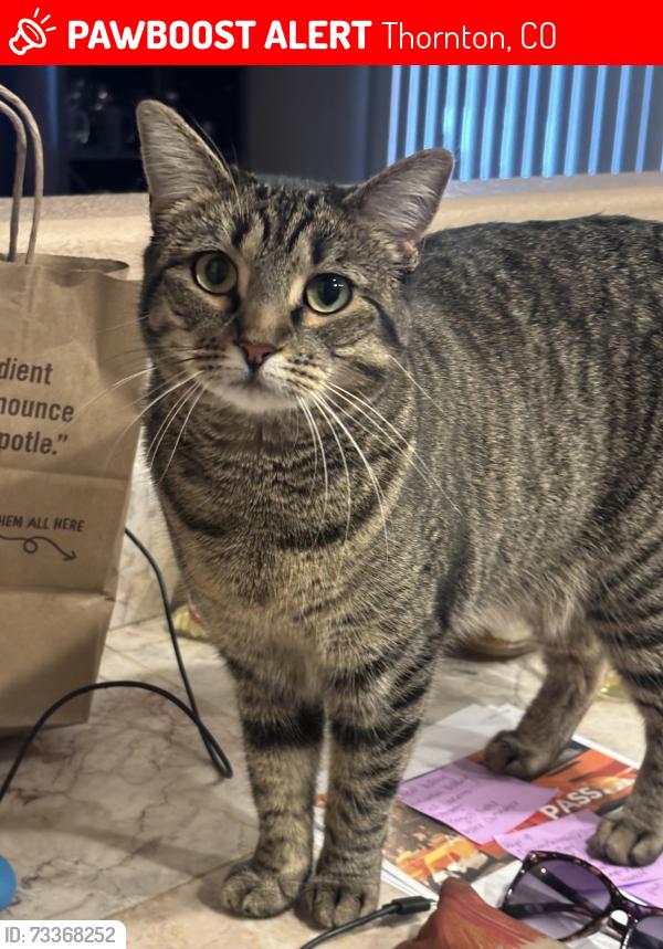 Lost Female Cat last seen Downing and 96th, Thornton, CO 80229