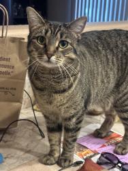 Lost Female Cat last seen Downing and 96th, Thornton, CO 80229