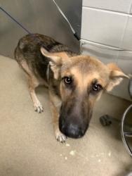 Shelter Stray Male Dog last seen Near Fairmeadows Ln, South District, TX, 355 Hillshire Dr, Haslet, TX 76052, USA