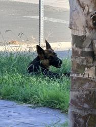 Found/Stray Unknown Dog last seen Molino ave and live oak ave, San Bernardino County, CA 92335