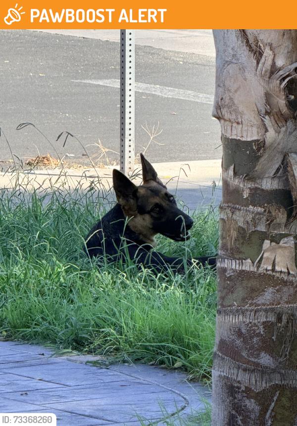 Found/Stray Unknown Dog last seen Molino ave and live oak ave, San Bernardino County, CA 92335