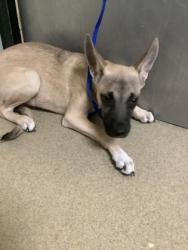 Shelter Stray Male Dog last seen , , TX, 355 Hillshire Dr, Haslet, TX 76052, USA